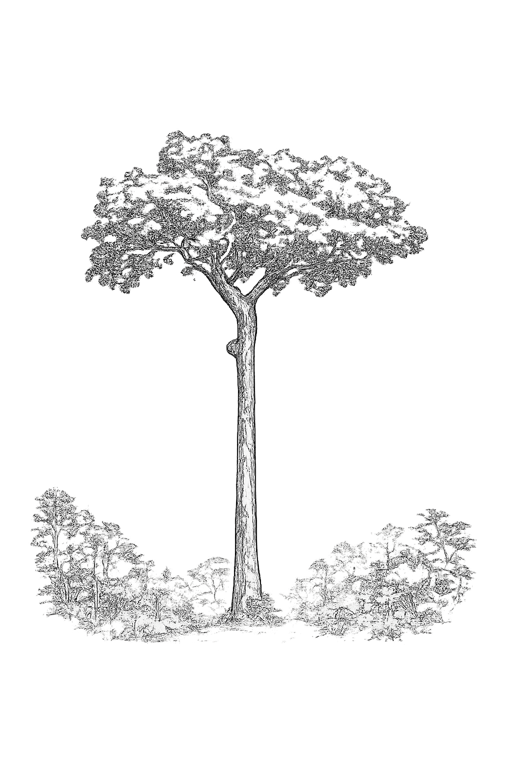 Castanheira — árvore símbolo de Rondônia